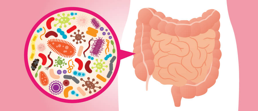 腸に住む無数の腸内細菌たち